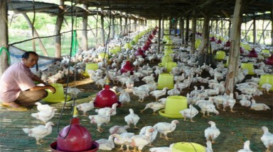 Sóc Trăng: Nhiều trại gà gây ô nhiễm