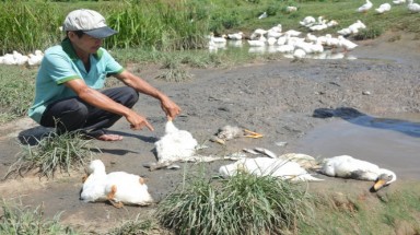 Cá, vịt chết hàng loạt ở khe Dốc Đỏ, Quảng Nam