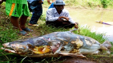 “Mảng tối” trong bảo vệ động vật quý hiếm