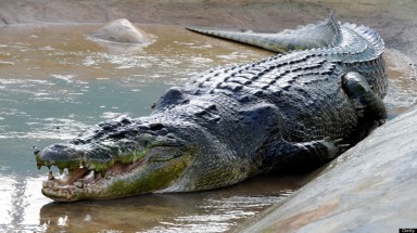  "Phát hoảng" với con cá sấu to nhất thế giới