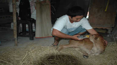  Tây Ninh: Dân lũ lượt đi xem bê... "có cánh"
