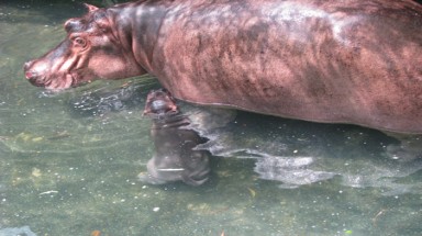  Hà mã ở Bình Dương đã sinh con