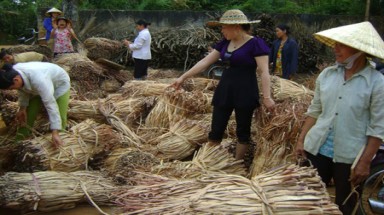 Người đưa bèo tây đi... Tây