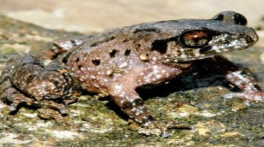  Phát hiện ếch cây ma cà rồng và cóc mày mắt trắng ở Lâm Đồng