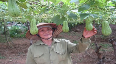 Lên đời nhờ su su sạch
