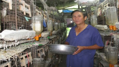 Giàu nhanh nhờ nuôi bồ câu