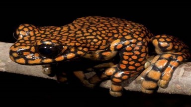  Loài ếch được đặt theo tên hoàng tử Anh