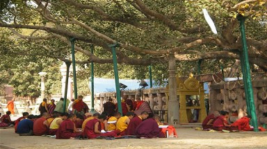 Bồ đề 2.500 tuổi sừng sững trước điện thờ thiêng