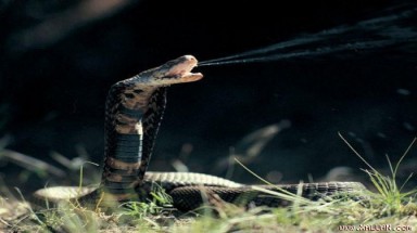 Tại sao máu một số loài động vật không có màu đỏ?