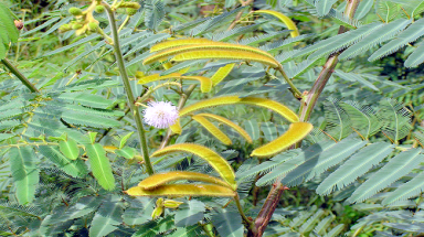 Mai dương cũng là cây thuốc