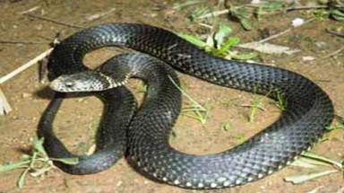  Cà Mau: Rắn hổ xuất hiện ở nhiều vuông tôm