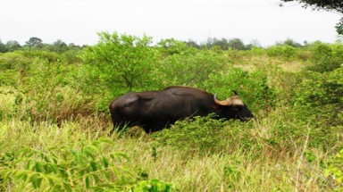 Tiêu hủy bò tót gây náo loạn sân bay Phú Bài