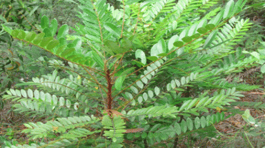  Sự thực về cây chữa bách bệnh