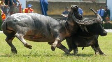 Lễ hội chọi trâu truyền thống Đồ Sơn năm 2012