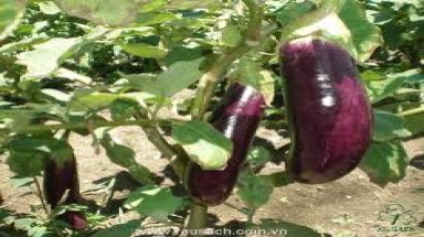 Trồng rau trong vườn nhà có an toàn không?