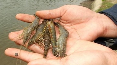 Trả hơn 600 triệu đồng bảo hiểm tôm nuôi cho nông dân