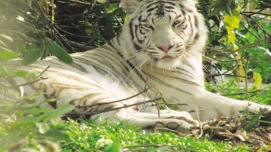  Nghệ An: Hổ mẹ vàng sinh ra con trắng