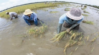 Lúa vụ ba: Làm hay không?