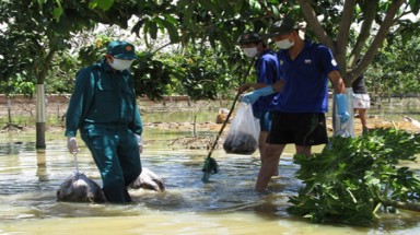   Cưỡng chế tiêu diệt 180.000 con chuột nuôi: Cá, cây cũng chết