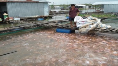 Đồng Tháp: Giá cá điêu hồng giảm mạnh vì tin đồn của buôn lái.