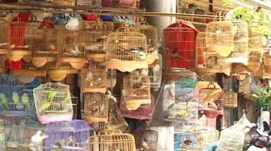 Quan điểm Phật giáo về nuôi chim cảnh, cá kiểng