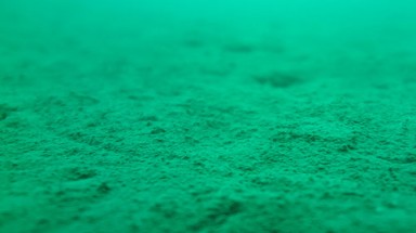 Viện Hải dương học không thấy san hô tại khu vực "Vĩnh Tân nhận chìm"