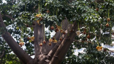 Cây bao báp lâu đời nhất Sài Gòn vào mùa nở hoa