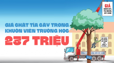 Cắt tỉa cành cây giá 237 triệu - Trường học và hội phụ huynh 'té ghế'