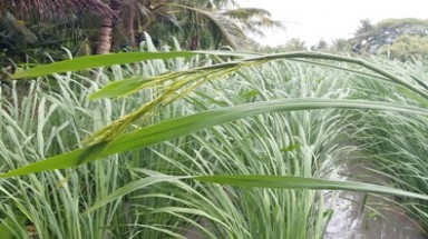 Loại cây giống cây lúa nhưng cao 2 m ở Sóc Trăng là tre nước của Đài Loan