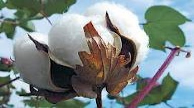 Chương trình phát triển cây bông vải gặp khó về mở rộng diện tích