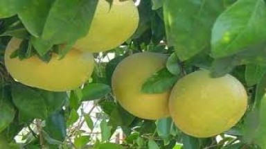 "Quả ngọt" trên vùng đất phèn chua