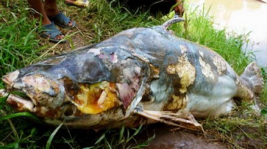   Cá cực quý "khổng lồ" đã chết