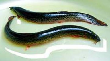  Nhân giống thành công cá Chạch sông quý hiếm