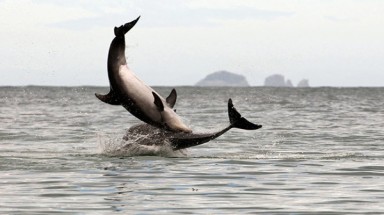  Xuất hiện đàn cá heo tại vùng biển đảo Cồn Cỏ