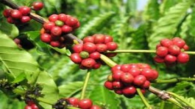 Tăng cường đầu tư cho nông nghiệp và phát triển nông thôn