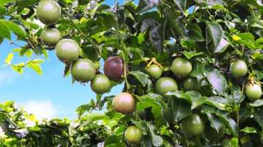  Bầu Đức âm thầm trồng cây ăn trái