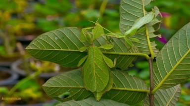  Những loài vật biết ”tàng hình” ở VN