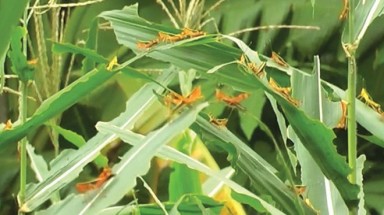  Cục Bảo vệ thực vật nói gì về châu chấu lạ di cư từ Trung Quốc?