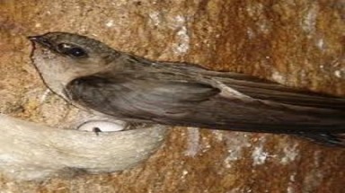  Kiên Giang: Cần giải pháp hữu hiệu quản lý nghề nuôi chim yến