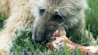   Tại sao chó thích… gặm xương?