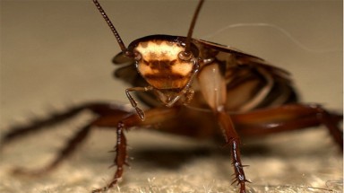  Hệ sinh thái sẽ rối loạn nếu gián biến mất