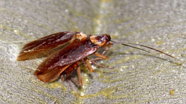  Chai "Trà xanh không độ" của Tân Hiệp Phát có con gián hay không?