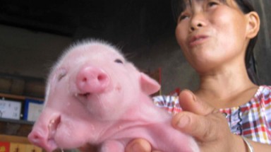  Kỳ lạ lợn con có 2 mõm và 3 mắt