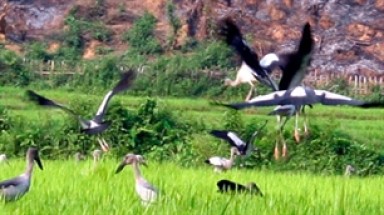  Loài cò nhạn cực quý xuất hiện tại Điện Biên