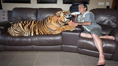 Động vật được con người cưng chiều như thế nào?