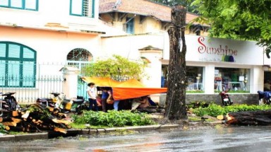    TP.HCM: Dân bất bình việc đốn hạ 4 cây me cổ thụ