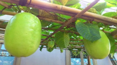 Dưa gang Tây - Loài cây trồng rất dễ