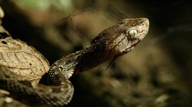   Công bố loài động vật hiếm nhất thế giới