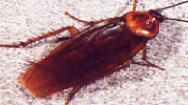  Gián 'xâm lược' thành phố Italy