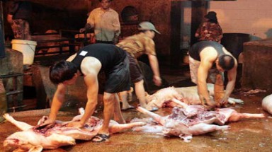   Bao giờ Cao Bằng có lò mổ tập trung? 